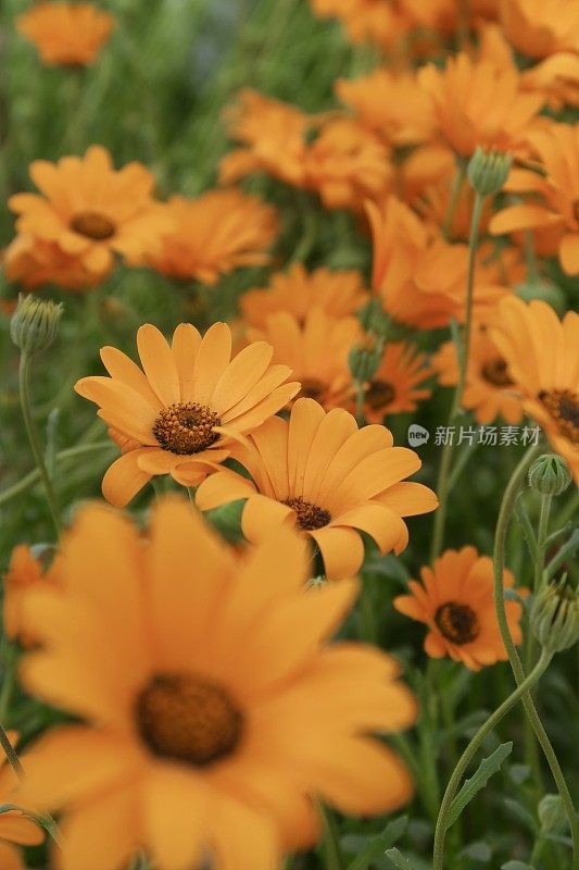 橙色雏菊花的图片，非洲雏菊在盛开/开花的骨植物照片显示花瓣和花粉，与模糊的夏季花园背景